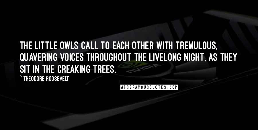 Theodore Roosevelt Quotes: The little owls call to each other with tremulous, quavering voices throughout the livelong night, as they sit in the creaking trees.