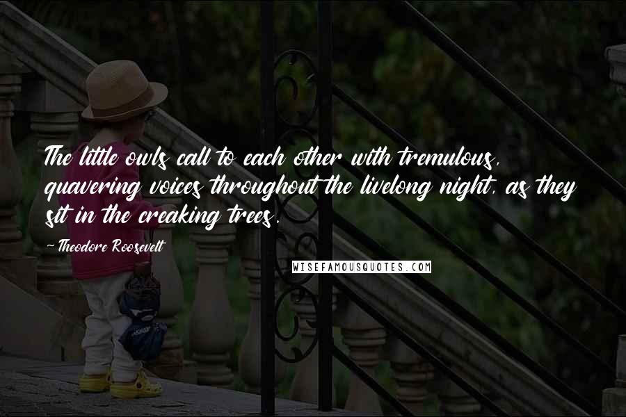 Theodore Roosevelt Quotes: The little owls call to each other with tremulous, quavering voices throughout the livelong night, as they sit in the creaking trees.