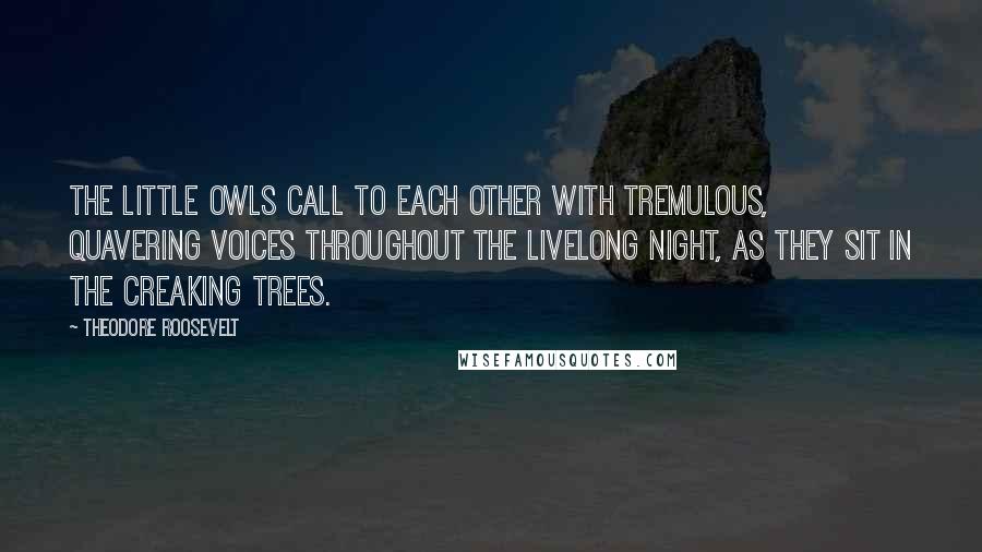 Theodore Roosevelt Quotes: The little owls call to each other with tremulous, quavering voices throughout the livelong night, as they sit in the creaking trees.