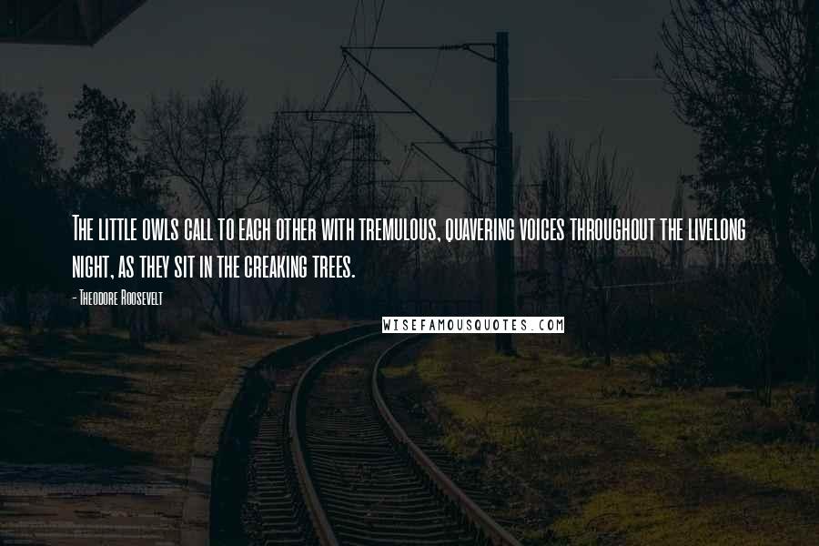 Theodore Roosevelt Quotes: The little owls call to each other with tremulous, quavering voices throughout the livelong night, as they sit in the creaking trees.