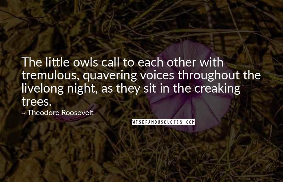 Theodore Roosevelt Quotes: The little owls call to each other with tremulous, quavering voices throughout the livelong night, as they sit in the creaking trees.