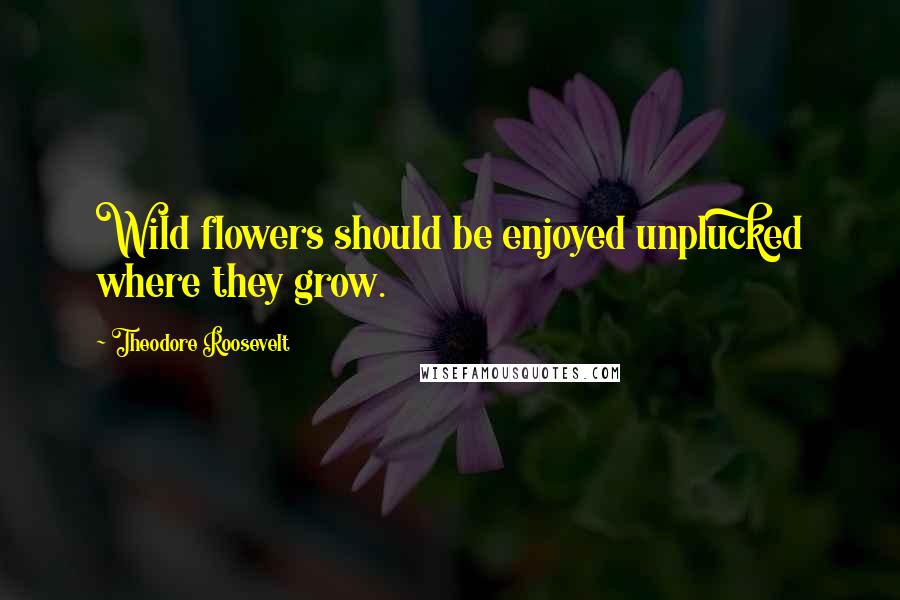 Theodore Roosevelt Quotes: Wild flowers should be enjoyed unplucked where they grow.
