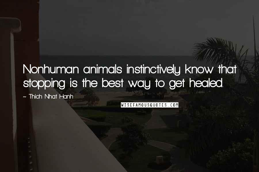 Thich Nhat Hanh Quotes: Nonhuman animals instinctively know that stopping is the best way to get healed.