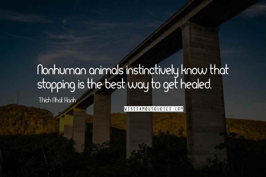 Thich Nhat Hanh Quotes: Nonhuman animals instinctively know that stopping is the best way to get healed.