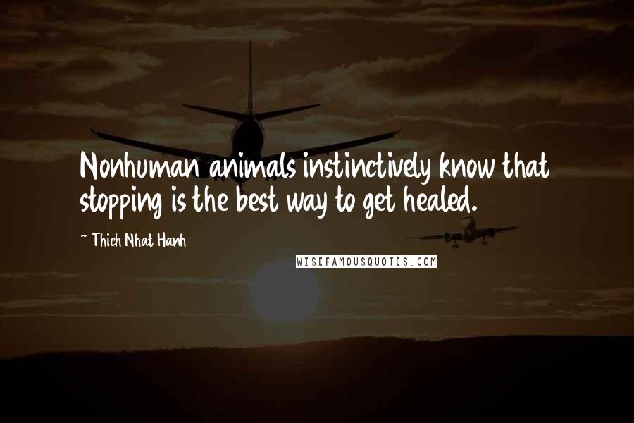 Thich Nhat Hanh Quotes: Nonhuman animals instinctively know that stopping is the best way to get healed.