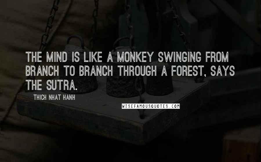 Thich Nhat Hanh Quotes: The mind is like a monkey swinging from branch to branch through a forest, says the Sutra.