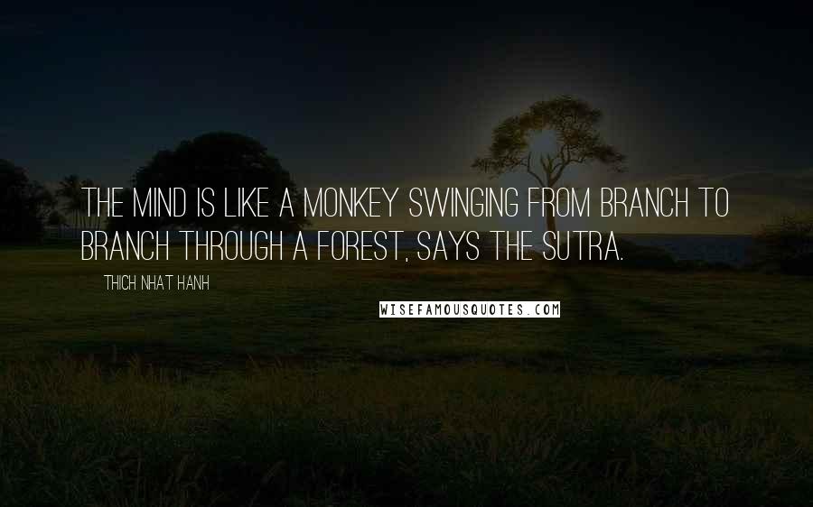 Thich Nhat Hanh Quotes: The mind is like a monkey swinging from branch to branch through a forest, says the Sutra.