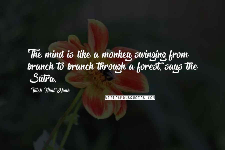 Thich Nhat Hanh Quotes: The mind is like a monkey swinging from branch to branch through a forest, says the Sutra.