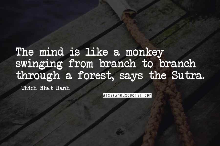 Thich Nhat Hanh Quotes: The mind is like a monkey swinging from branch to branch through a forest, says the Sutra.