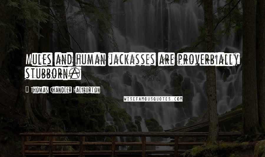Thomas Chandler Haliburton Quotes: Mules and human jackasses are proverbially stubborn.