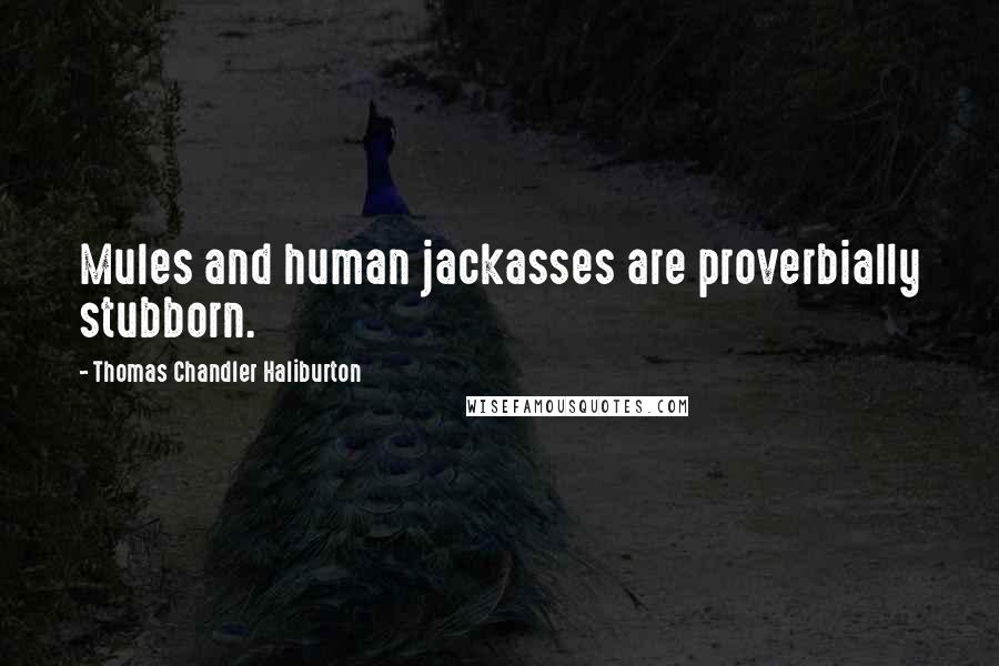 Thomas Chandler Haliburton Quotes: Mules and human jackasses are proverbially stubborn.