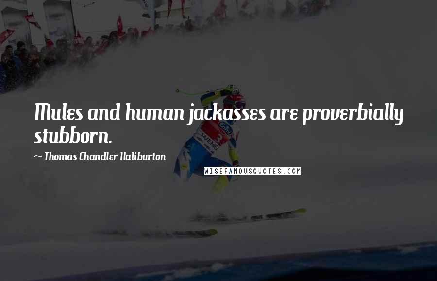 Thomas Chandler Haliburton Quotes: Mules and human jackasses are proverbially stubborn.