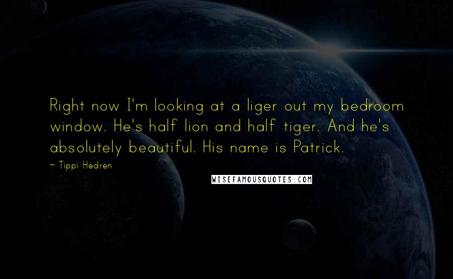 Tippi Hedren Quotes: Right now I'm looking at a liger out my bedroom window. He's half lion and half tiger. And he's absolutely beautiful. His name is Patrick.