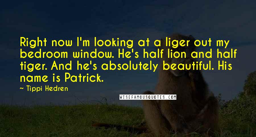 Tippi Hedren Quotes: Right now I'm looking at a liger out my bedroom window. He's half lion and half tiger. And he's absolutely beautiful. His name is Patrick.