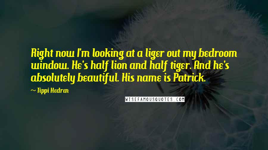 Tippi Hedren Quotes: Right now I'm looking at a liger out my bedroom window. He's half lion and half tiger. And he's absolutely beautiful. His name is Patrick.