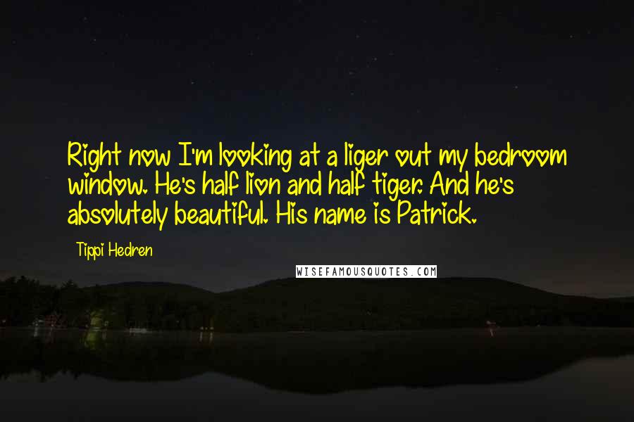 Tippi Hedren Quotes: Right now I'm looking at a liger out my bedroom window. He's half lion and half tiger. And he's absolutely beautiful. His name is Patrick.