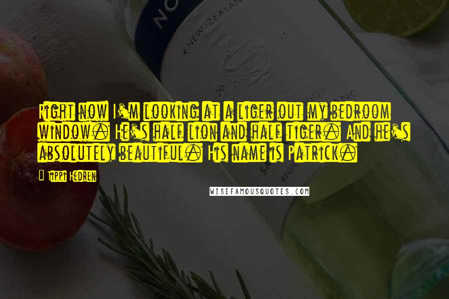 Tippi Hedren Quotes: Right now I'm looking at a liger out my bedroom window. He's half lion and half tiger. And he's absolutely beautiful. His name is Patrick.