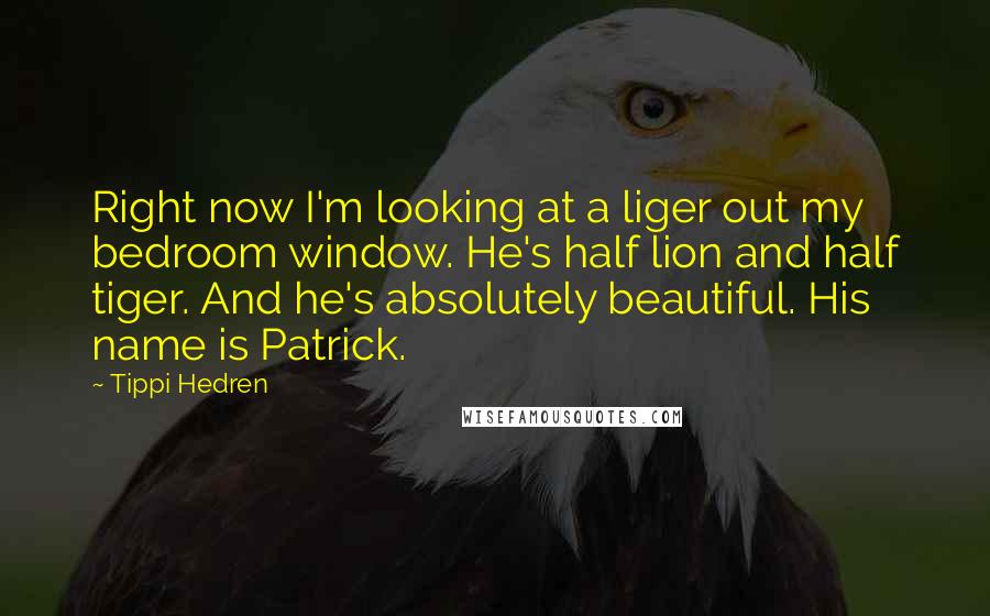 Tippi Hedren Quotes: Right now I'm looking at a liger out my bedroom window. He's half lion and half tiger. And he's absolutely beautiful. His name is Patrick.