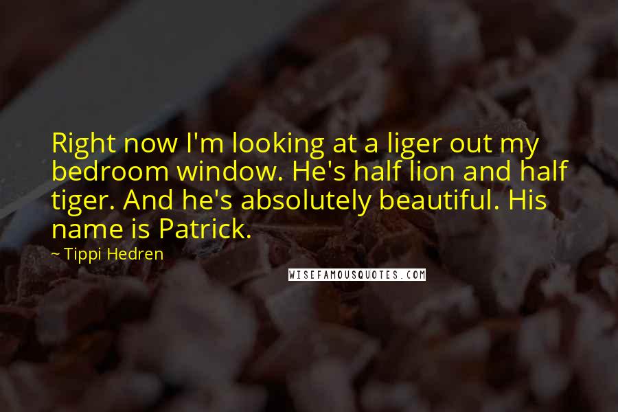 Tippi Hedren Quotes: Right now I'm looking at a liger out my bedroom window. He's half lion and half tiger. And he's absolutely beautiful. His name is Patrick.