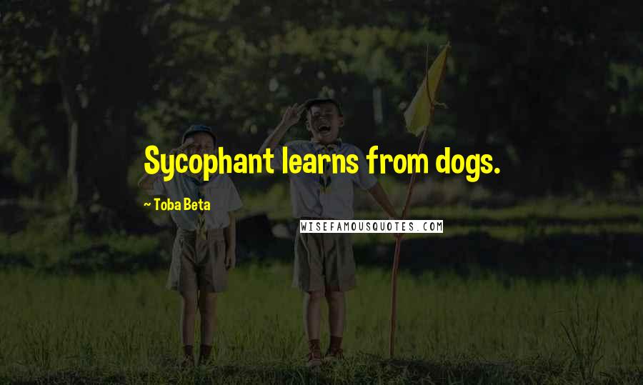 Toba Beta Quotes: Sycophant learns from dogs.
