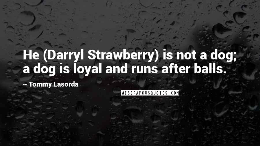 Tommy Lasorda Quotes: He (Darryl Strawberry) is not a dog; a dog is loyal and runs after balls.