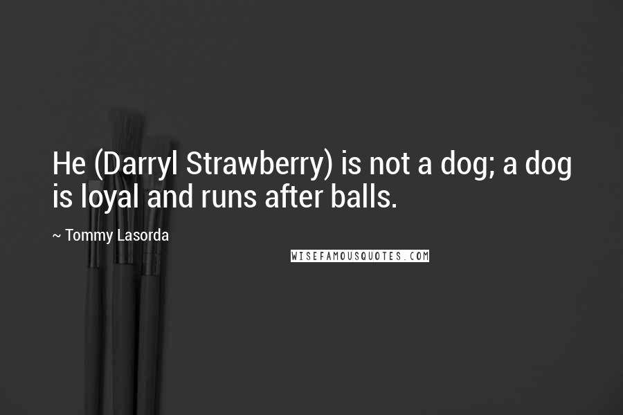 Tommy Lasorda Quotes: He (Darryl Strawberry) is not a dog; a dog is loyal and runs after balls.