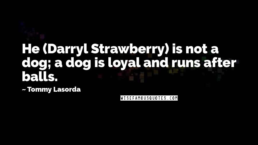 Tommy Lasorda Quotes: He (Darryl Strawberry) is not a dog; a dog is loyal and runs after balls.