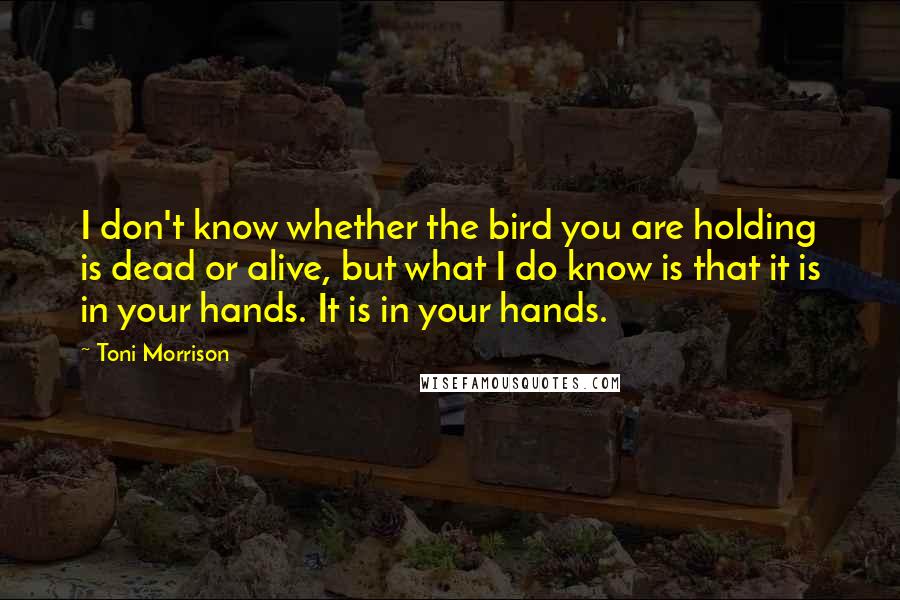 Toni Morrison Quotes: I don't know whether the bird you are holding is dead or alive, but what I do know is that it is in your hands. It is in your hands.