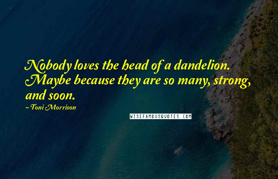 Toni Morrison Quotes: Nobody loves the head of a dandelion. Maybe because they are so many, strong, and soon.