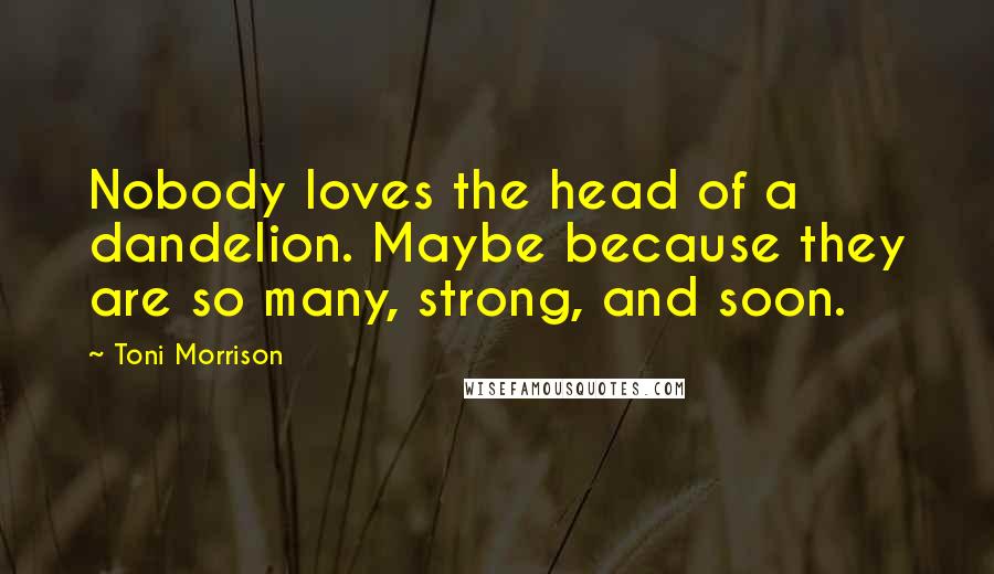 Toni Morrison Quotes: Nobody loves the head of a dandelion. Maybe because they are so many, strong, and soon.