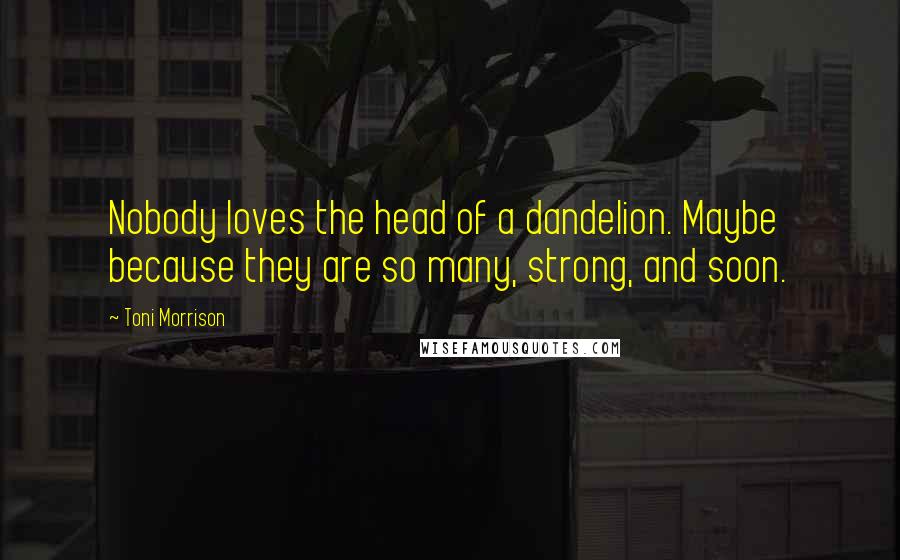 Toni Morrison Quotes: Nobody loves the head of a dandelion. Maybe because they are so many, strong, and soon.