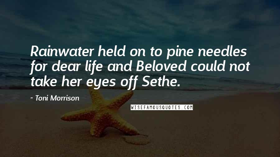 Toni Morrison Quotes: Rainwater held on to pine needles for dear life and Beloved could not take her eyes off Sethe.