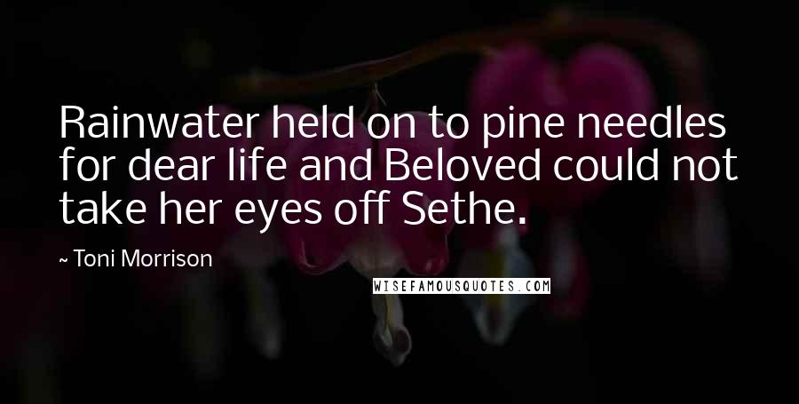 Toni Morrison Quotes: Rainwater held on to pine needles for dear life and Beloved could not take her eyes off Sethe.