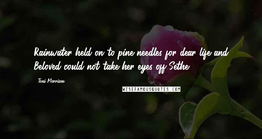 Toni Morrison Quotes: Rainwater held on to pine needles for dear life and Beloved could not take her eyes off Sethe.