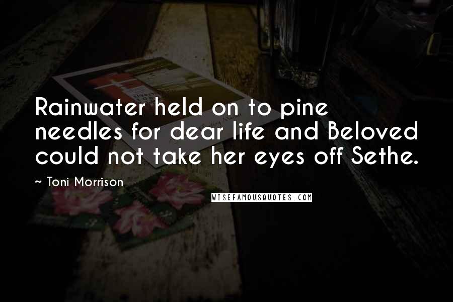 Toni Morrison Quotes: Rainwater held on to pine needles for dear life and Beloved could not take her eyes off Sethe.