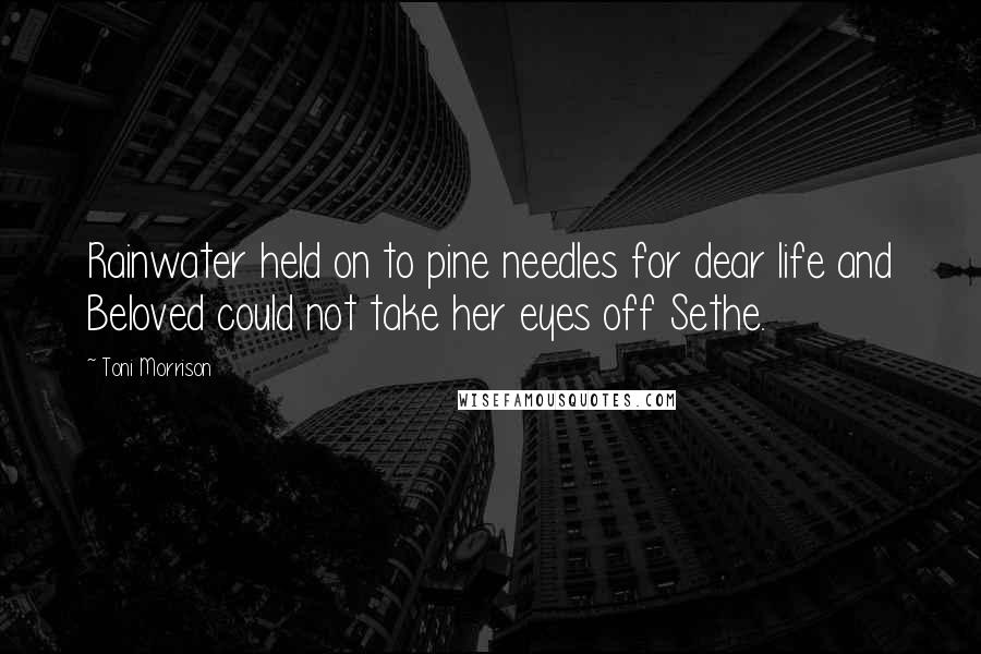 Toni Morrison Quotes: Rainwater held on to pine needles for dear life and Beloved could not take her eyes off Sethe.