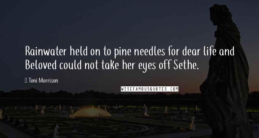 Toni Morrison Quotes: Rainwater held on to pine needles for dear life and Beloved could not take her eyes off Sethe.