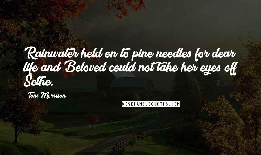 Toni Morrison Quotes: Rainwater held on to pine needles for dear life and Beloved could not take her eyes off Sethe.