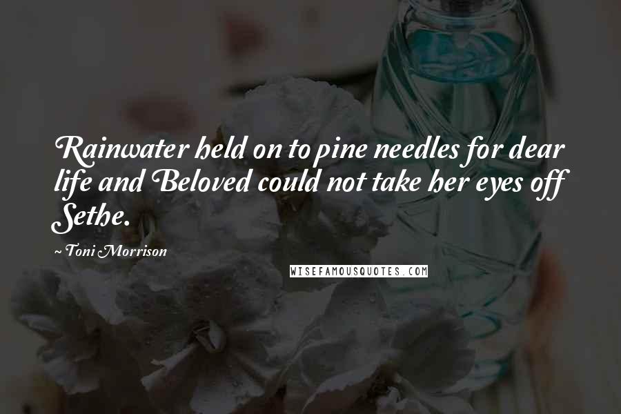 Toni Morrison Quotes: Rainwater held on to pine needles for dear life and Beloved could not take her eyes off Sethe.