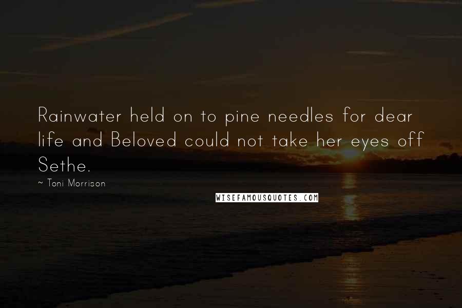 Toni Morrison Quotes: Rainwater held on to pine needles for dear life and Beloved could not take her eyes off Sethe.