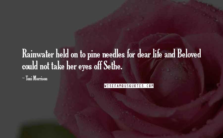 Toni Morrison Quotes: Rainwater held on to pine needles for dear life and Beloved could not take her eyes off Sethe.