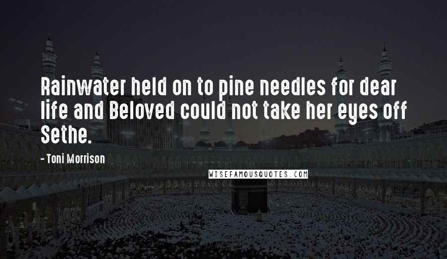 Toni Morrison Quotes: Rainwater held on to pine needles for dear life and Beloved could not take her eyes off Sethe.