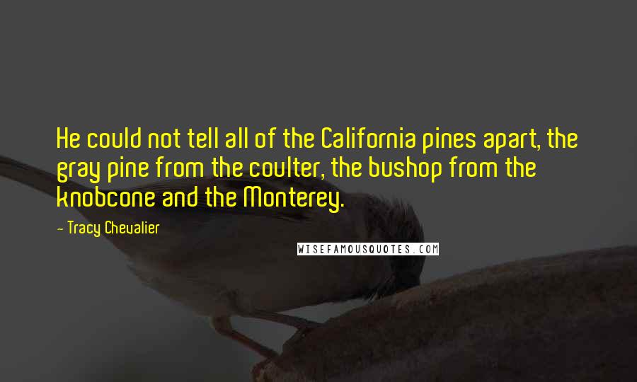 Tracy Chevalier Quotes: He could not tell all of the California pines apart, the gray pine from the coulter, the bushop from the knobcone and the Monterey.