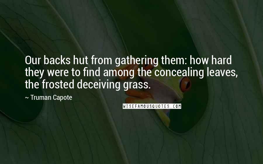 Truman Capote Quotes: Our backs hut from gathering them: how hard they were to find among the concealing leaves, the frosted deceiving grass.