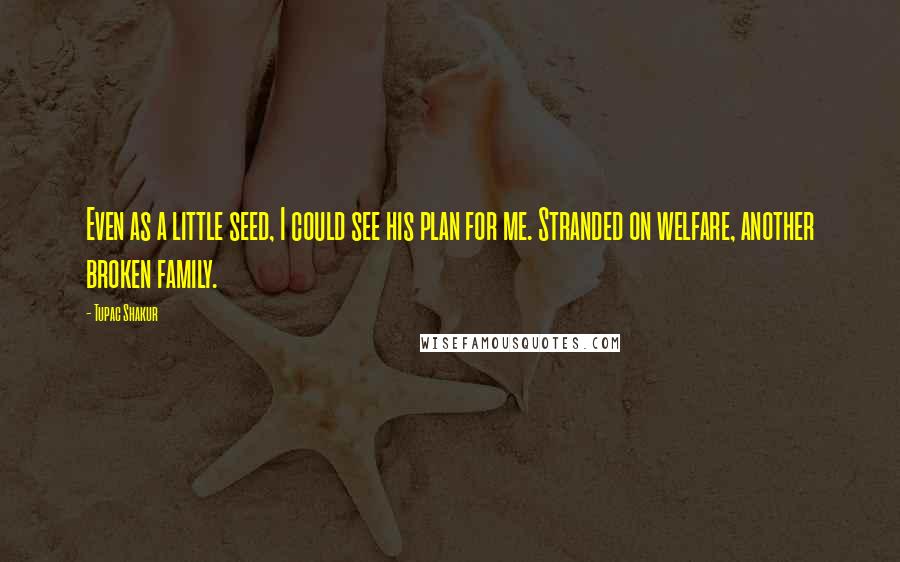 Tupac Shakur Quotes: Even as a little seed, I could see his plan for me. Stranded on welfare, another broken family.