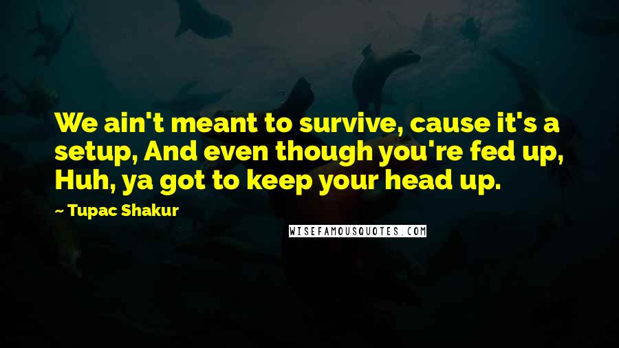 Tupac Shakur Quotes: We ain't meant to survive, cause it's a setup, And even though you're fed up, Huh, ya got to keep your head up.