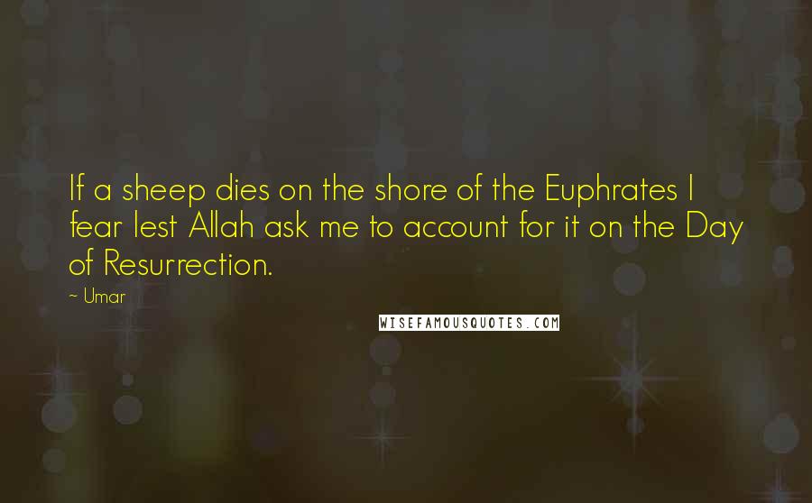 Umar Quotes: If a sheep dies on the shore of the Euphrates I fear lest Allah ask me to account for it on the Day of Resurrection.