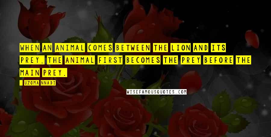 Uzoma Nnadi Quotes: When an animal comes between the lion and its prey, the animal first becomes the prey before the main prey.