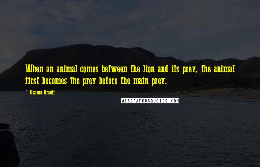 Uzoma Nnadi Quotes: When an animal comes between the lion and its prey, the animal first becomes the prey before the main prey.