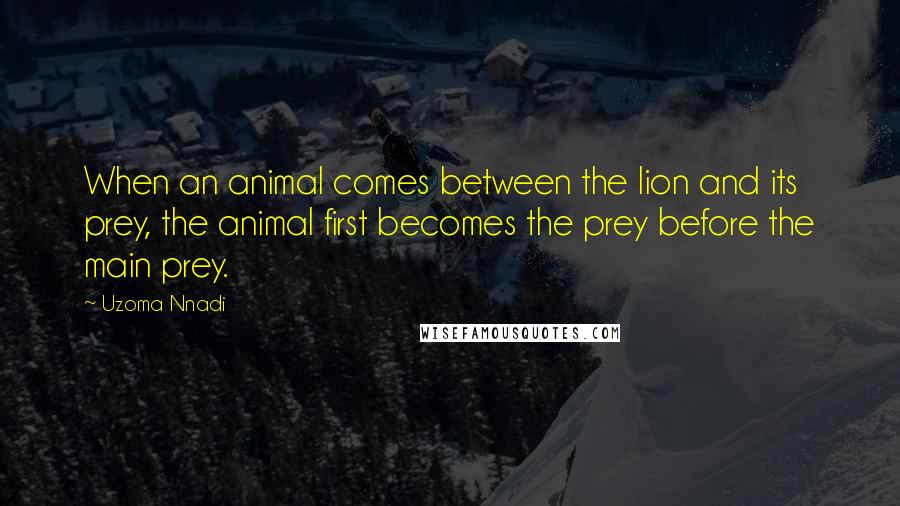 Uzoma Nnadi Quotes: When an animal comes between the lion and its prey, the animal first becomes the prey before the main prey.